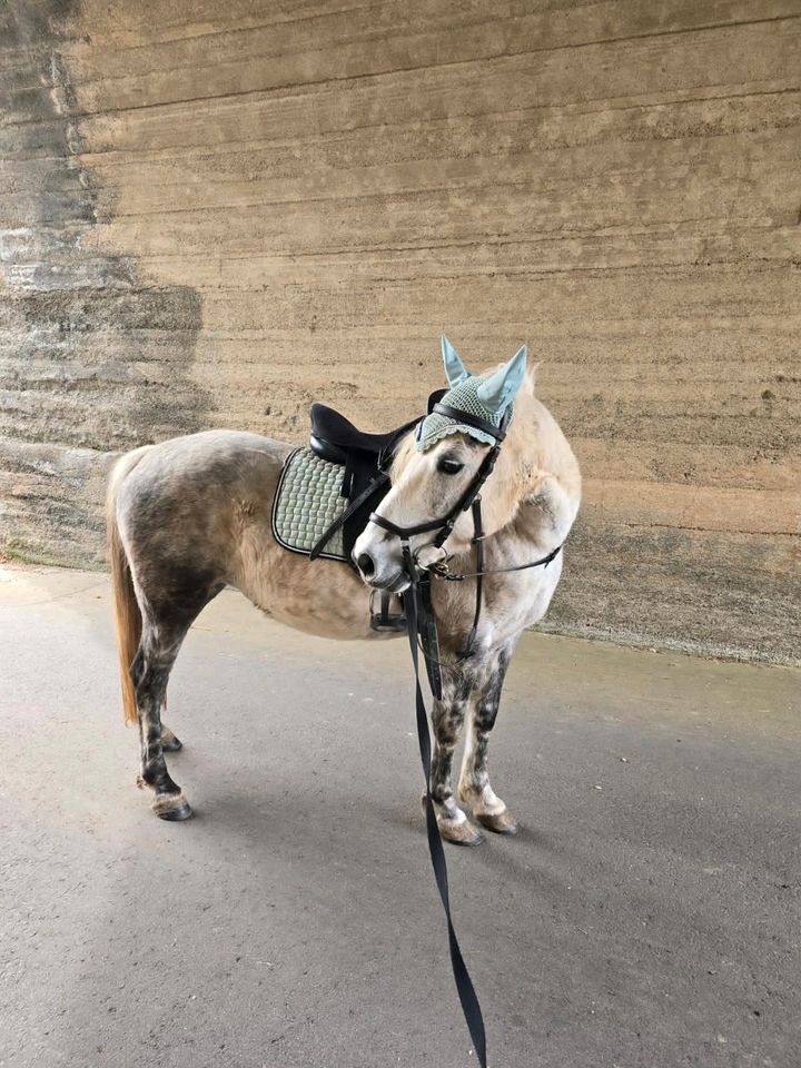 Fahrpony Spanier Stute Pony in Lauterbach (Hessen)