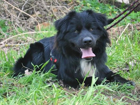 Bruno Border Collie Rüde in Burgsinn