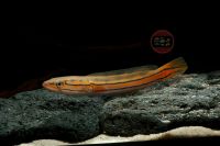 Malabar-Snakehead Channa diplogramma 12-15 cm ab 49 € Brandenburg - Hoppegarten Vorschau