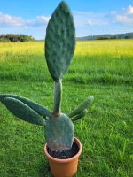 Opuntia Opuntie Ficus Indica Bayern - Windorf Vorschau