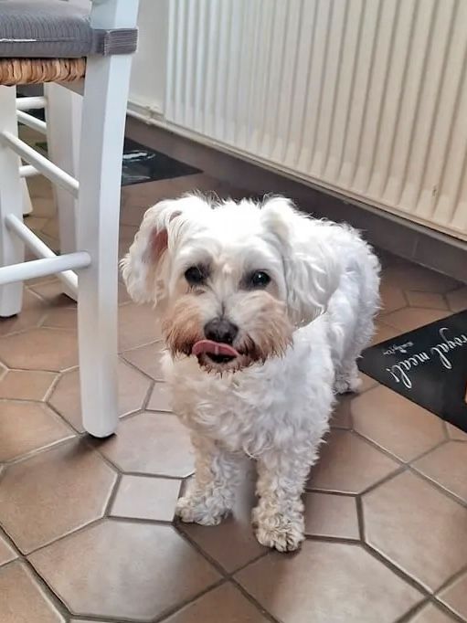 Maltichon (Malteser/Bichon), Hündin, 9 Jahre in Surwold