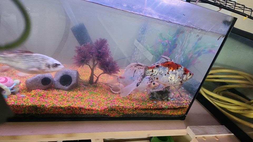 Aquarium Becken ab 300 L in Zierenberg