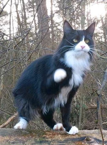 Wo ist Baki? Norwegische Waldkatze/Maine-Coon Kater vermisst in Rosengarten