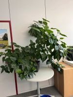 Hibiskus Büropflanze Hydrokultur Baden-Württemberg - Neuhausen Vorschau