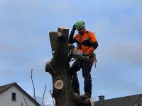 Baumfällung,Baum,Fällen,Fällung,Zuschnitt,Baumzuschnitt, Rheinland-Pfalz - Guntersblum Vorschau