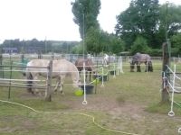 VFD Wanderreitstation Cri-Pas-Ranch 41542 Ückerath FREIE TERMINE Nordrhein-Westfalen - Dormagen Vorschau