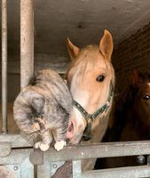 Dressurpony Wallach Pflegebeteiligung Bochum - Bochum-Mitte Vorschau