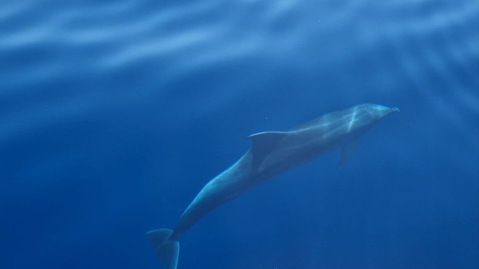 Juwelen der dalmatinischen Küste  - Segeln im Paradies in Berlin