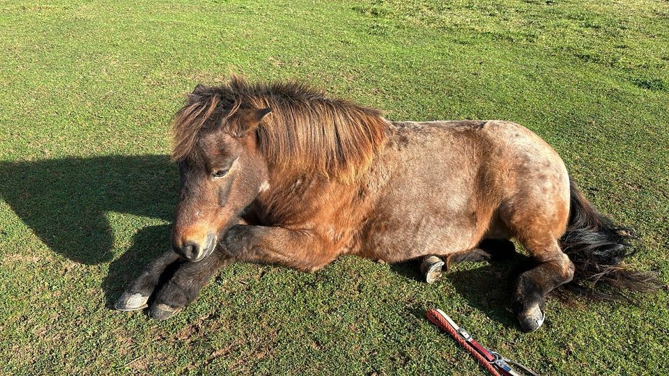 Reitbeteiligung für meinen 20 jährigen Islandwallach in Kreuzau