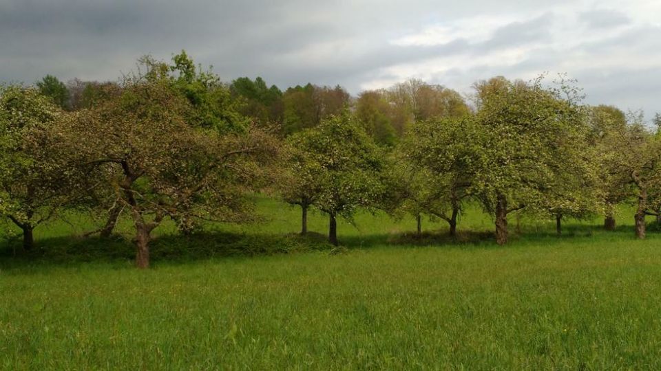 Streuobstwiese, Wiese, Gartengrundstück gesucht: Bad Schönborn in Bad Schönborn