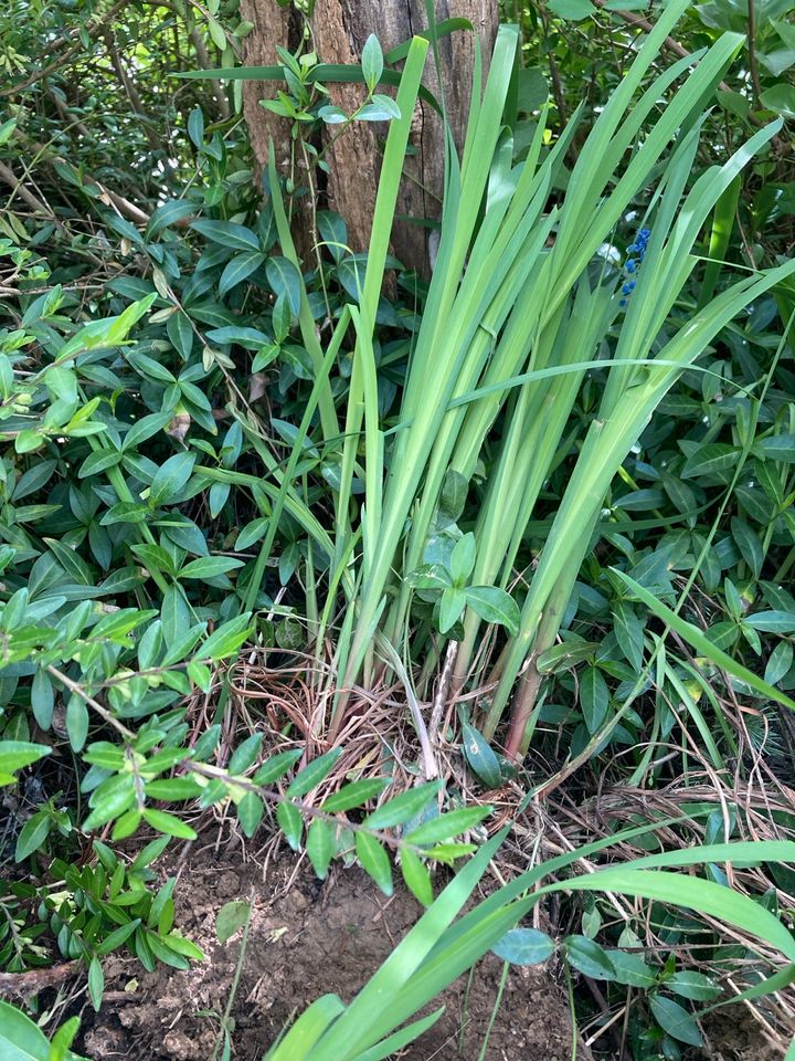 Schwertlilien/Iris lila blühen in Oberriexingen