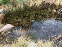 Krebsscheren aus eigenem Gartenteich auch 2024 günstig abzugeben Niedersachsen - Gronau (Leine) Vorschau