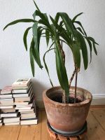 Yucca Palme Niedersachsen - Hildesheim Vorschau
