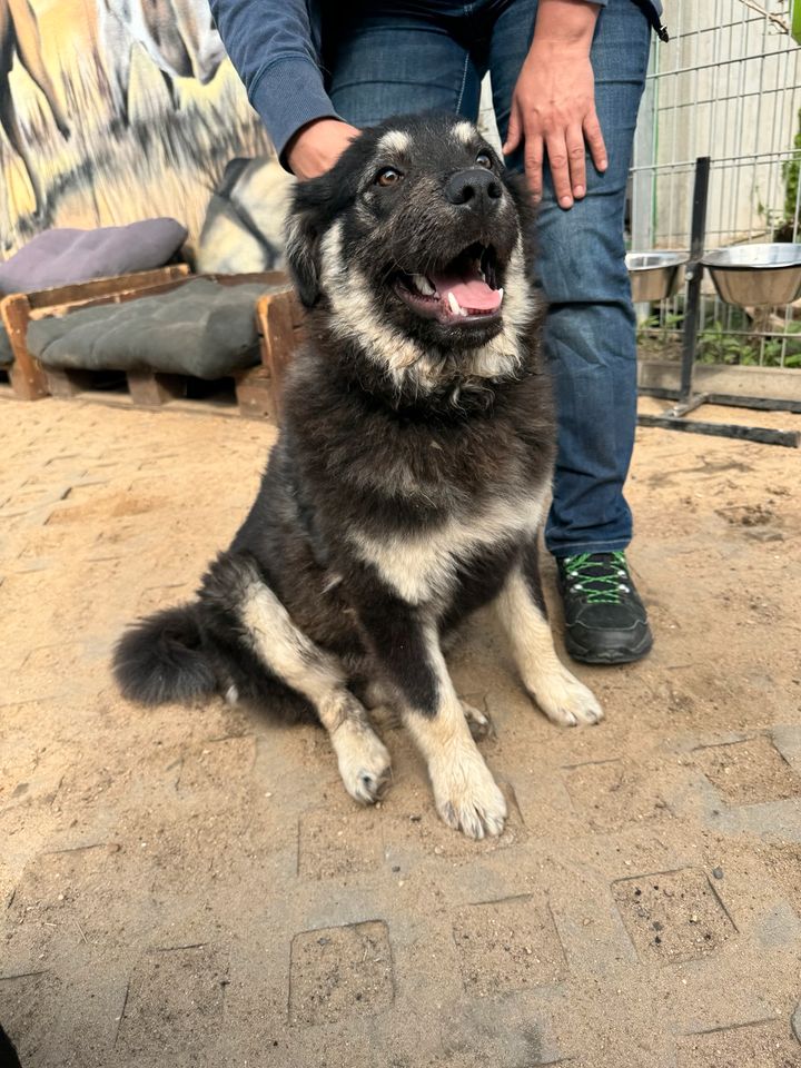 Verspielter BLUE ❤️ aus dem Tierschutz sucht seine Familie in Möckern