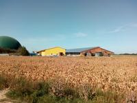 Melker/in, Landwirt, Stallhilfe Sachsen - Schönwölkau-Hohenroda Vorschau