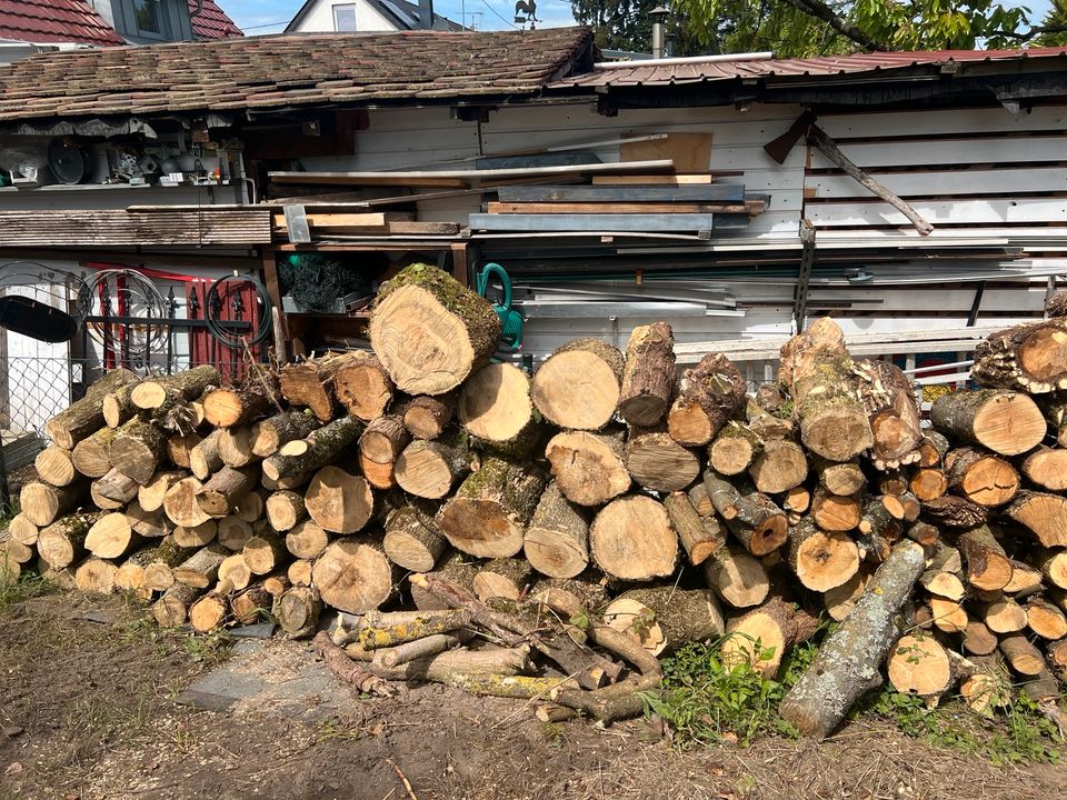 Walnussbaum- Baumstumpf -baum Holz  verschiedene in Karlsruhe