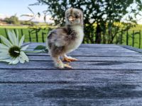 Brahma Küken Vorbestellung rebh. gebändert Baden-Württemberg - Leutkirch im Allgäu Vorschau