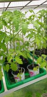 Tomatenpflanzen verschiedene Sorten Baden-Württemberg - Ertingen Vorschau