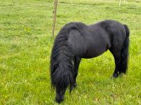 Pony Shetlandpony Shetty Nordrhein-Westfalen - Schleiden Vorschau