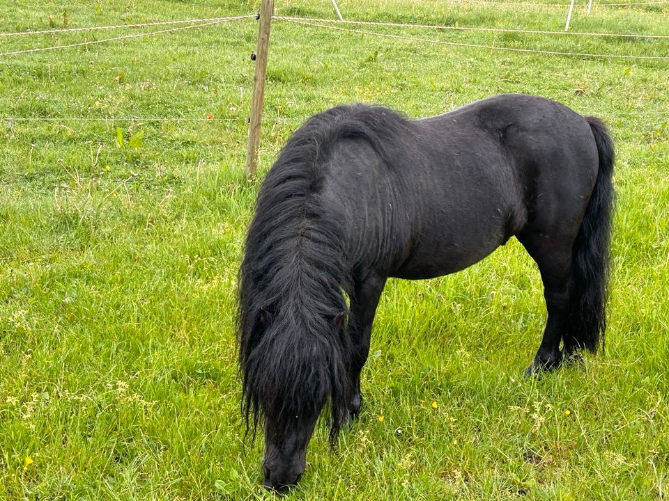 Pony Shetlandpony Shetty in Schleiden