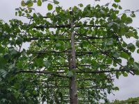 XXL Linden Hochstamm Spaliere / Tilia palida Spaliere Nordrhein-Westfalen - Bocholt Vorschau