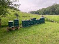 Bienen, Wirtschaftsvölker Carnica mit Königin aus 2023, Zander Nordrhein-Westfalen - Neunkirchen-Seelscheid Vorschau