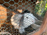 1 Jahr alt Zwergkaninchen Kaninchen Häsin Zippe Niedersachsen - Schwarme Vorschau