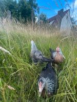 Italiener Silberhals|Silberhals Hühner|Geflügel|Huhn Nordrhein-Westfalen - Rietberg Vorschau