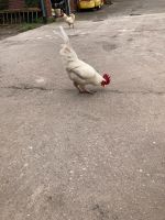 Hühner: zum Verkauf steht dieser schöne Hahn Nordrhein-Westfalen - Beckum Vorschau