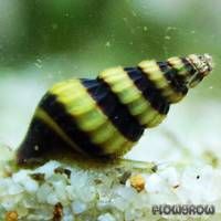 Angebot Raubschnecke - Anentome helena 0,99€ Hessen - Solms Vorschau