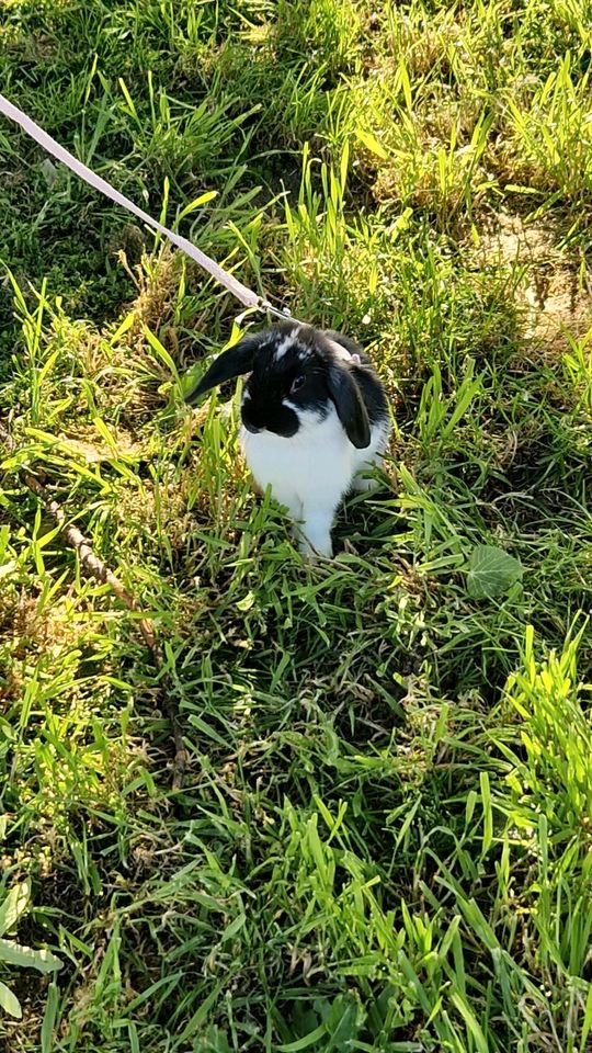 mini lop kaninchen in Pforzheim