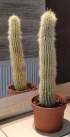 - Säulenkaktus - Cleistocactus strausii - Hessen - Eschborn Vorschau