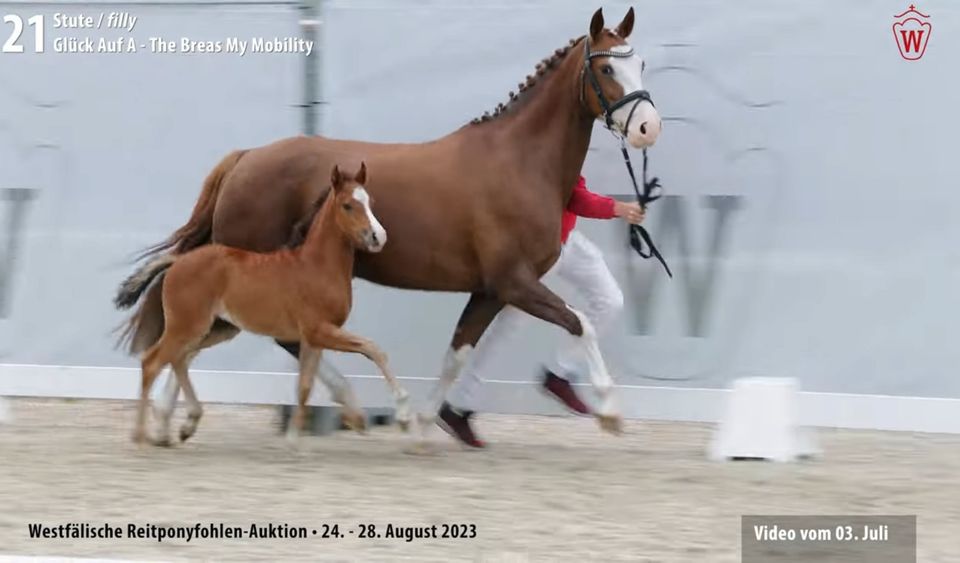 Verbandsprämienstute dt. Reitpony in Verl