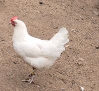 Leghorn Hennen /amerikanische Leghorn/Hühner Brandenburg - Borkheide Vorschau