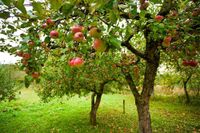 Suche Obstbäume zum ausgraben. Pflaume, Kirsche, Birne Hemelingen - Hastedt Vorschau