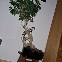 Bonsai 100 cm chines. Feige-Ficus ca. 22 Jahre alt TOP gepflegt Saarland - Neunkirchen Vorschau