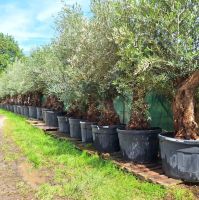 Neu eingetroffen: Olivenbäume “Hojiblanca” 80-100 cm Stammumfang Bayern - Buch a. Erlbach Vorschau