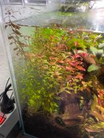 Ludwigia palustris (Super Red) Aquarienpflanze Thüringen - Weimar Vorschau