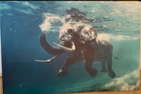 Bild "Elefant unter Wasser" auf Leinwand, 120x80 cm Hannover - Linden-Limmer Vorschau