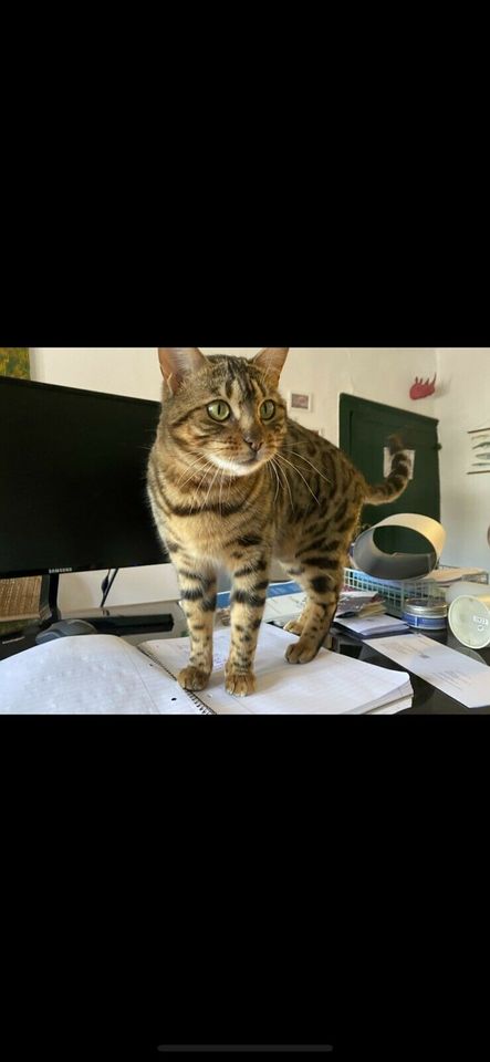 Bengal Katze gesucht in Zülpich