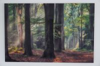 Wandbild Sterrenbos Wald Limitiert 90×60 Lars Van De Goor Dresden - Neustadt Vorschau