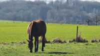 Pflegebeteiligung / Reitbeteiligung Pferd sucht Mensch Nordrhein-Westfalen - Hennef (Sieg) Vorschau