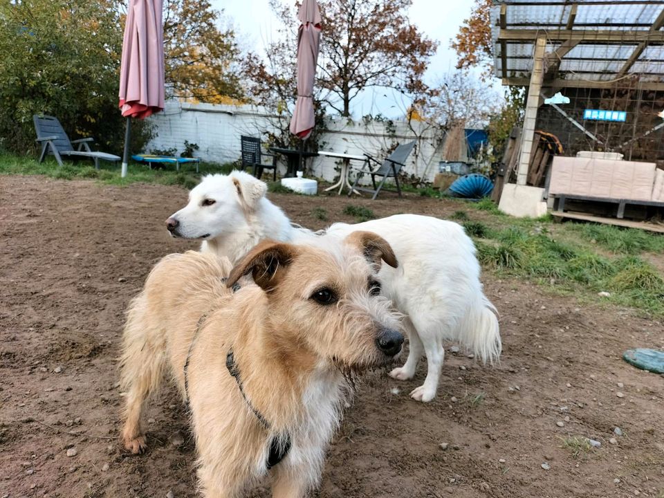 Hundetagesstätte/Ganzheitliche Verhaltensberatung in Riedstadt