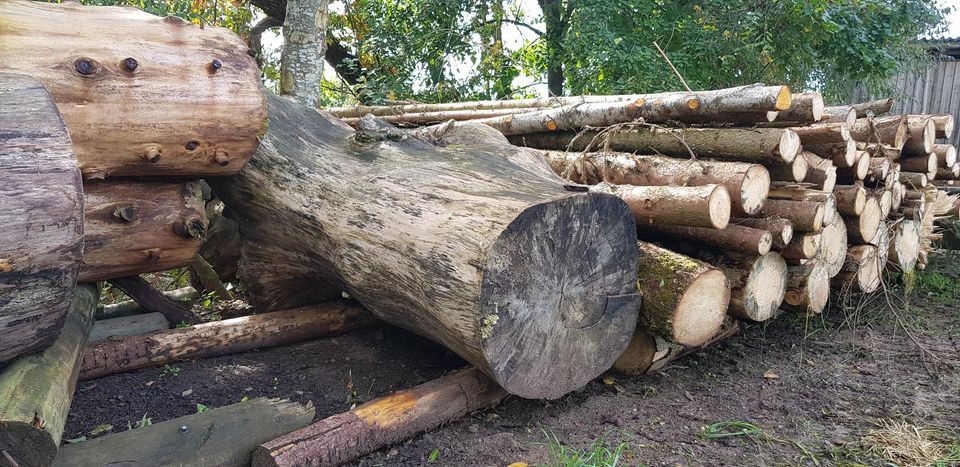 Buchen Stämme gestockt getrocknet Holz Kunst keine Eiche Fichte in Ellwangen (Jagst)