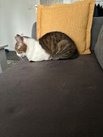 Katzendame sucht ein neues Zuhause Bielefeld - Sennestadt Vorschau