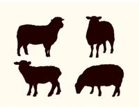 Suche Schafe zur Landschaftspflege Nordrhein-Westfalen - Wesel Vorschau