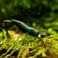 Dark Green Jade Garnelen Neocaridina grün, ab 4€* Baden-Württemberg - Möglingen  Vorschau