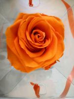 AIDA "Bel Rosa" Rose, echte haltbare Rose Stuttgart - Feuerbach Vorschau