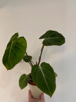 Philodendron Gloriosum Bayern - Roding Vorschau