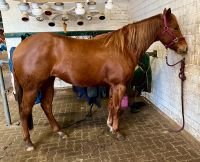 3-jährige Quarter Horse Stute Niedersachsen - Wolfsburg Vorschau